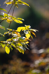 Leaves that are about to turn yellow in autumn
