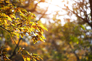 Beautiful Red Leaf Scenery in Autumn