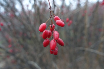 Macro of red berries of Berberis vulgaris in mid November