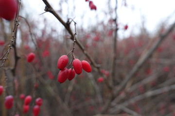 Several red berries of Berberis vulgaris in mid November