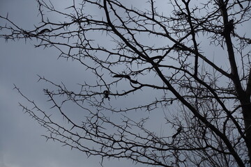 Fototapeta na wymiar Spiny leafless branches of honey locust against cloudy sky in December