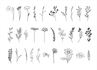 Botanical abstract line arts, wildflowers line art drawing, hand drawn herbs, flowers and branches, vector illustration