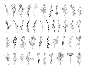 Botanical abstract line arts, wildflowers line art drawing, hand drawn herbs, flowers and branches, vector illustration