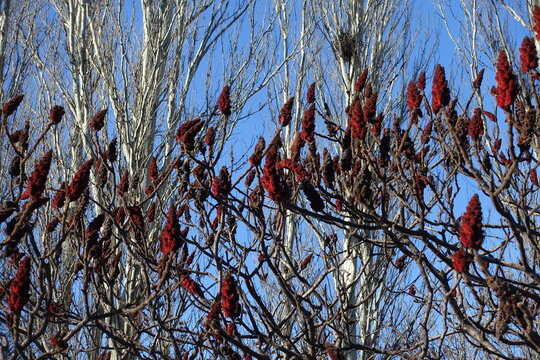 Maroon fruit clusters on leafless branches of Rhus typhina in January