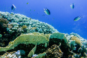 different corals and little fishes in blue clear water in the red sea