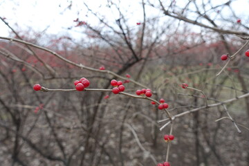 Sprig of Lonicera maackii with red berries in December