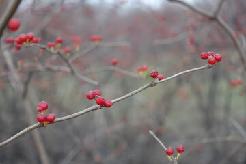 Twig of Lonicera maackii with red berries in December