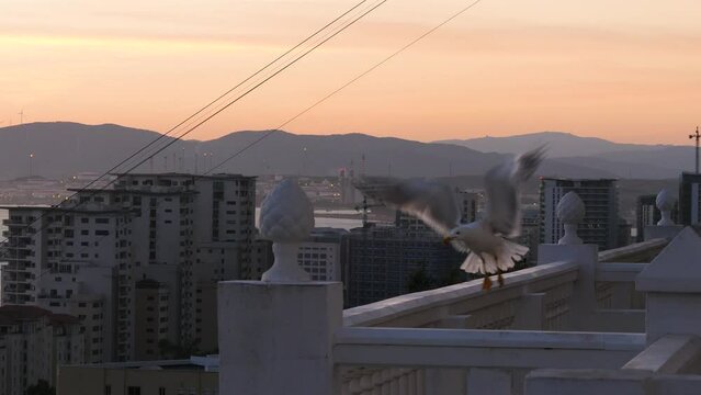 Two seagulls on a balcony at sunset in Gibraltar