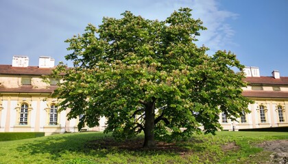 Fototapeta na wymiar Horse chestnut tree in Royal Garden at Prague Castle in Prague