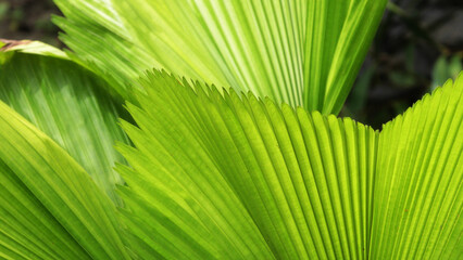 Closeup of green palm leaf