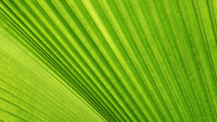 Obraz premium Closeup of green palm leaf