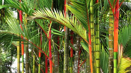 Red palm plants growing in the garden