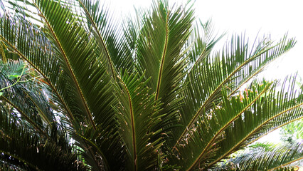 Closeup of green palm leaves