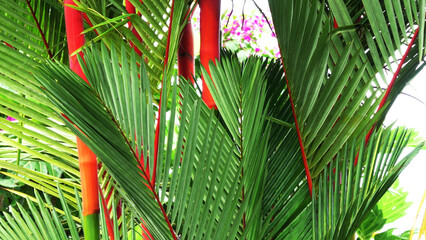 Red palm plants growing in the garden