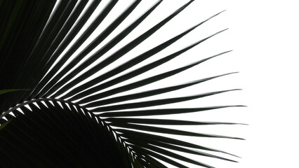 Closeup of coconut tree leaves