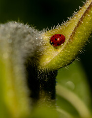 photo macro de nature et de biodiversité sur une petite coccinelle européenne à l'abris du froid dans un pédoncule de feuille de tournesol