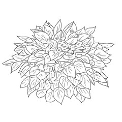 Hosta dessin liner 