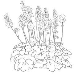 Heuchera dessin liner 