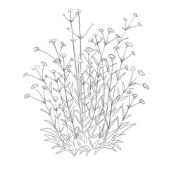 Verbena bonariensis Dessin liner 