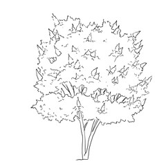Lilas (syringa) Dessin liner 