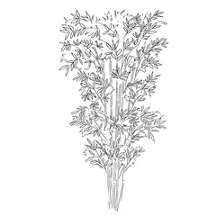 Bambou dessin liner 