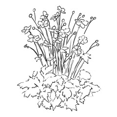 Anemone 'Honorine Jobert' dessin liner