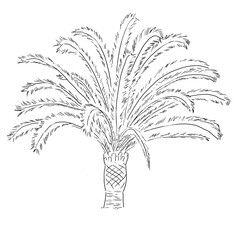 Palmier (Phoenix canariensis) Dessin liner 