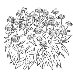 Echinacea purpurea Dessin liner 