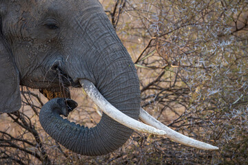 African bush elephant (Loxodonta africana) feeding on a very thorny acacia (Vachellia sp.). Mashatu...