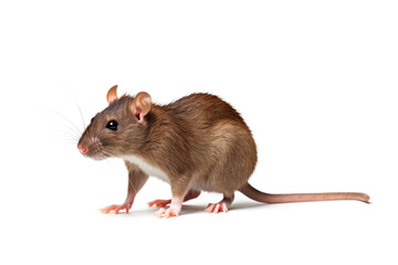 Rat with long tail isolated on white background, front view.generative ai