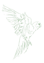 Line art tropical bird. Exotic parrot