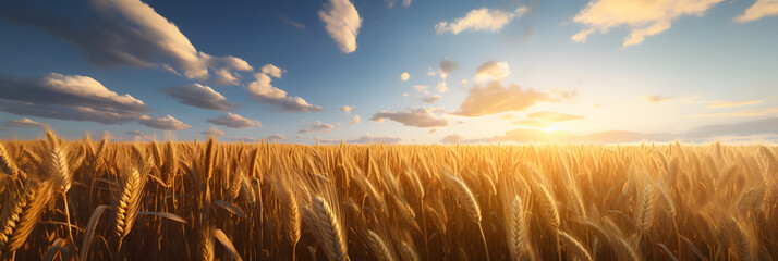 wheat field poster golden hour.
