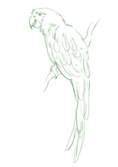 Line art tropical bird. Exotic macaw parrot