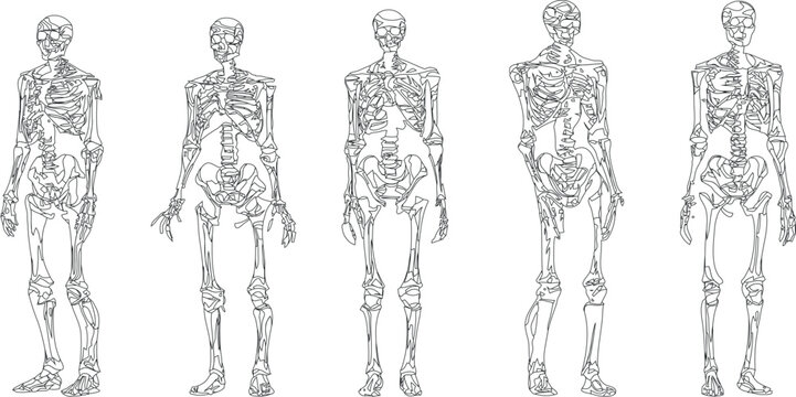 human skeletons Vector illustration in different poses. Perfect for educational, medical, Halloween, or anatomical designs. High-quality, detailed bone structure including skull, spine, ribcage