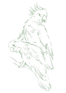 recommend clip art: Line art tropical birds. Exotic cockatoo parrots