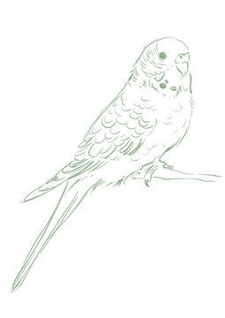 recommend clip art: Line art tropical bird. Exotic budgie parrot