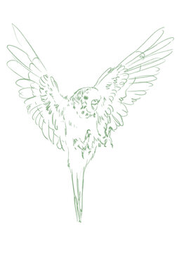recommend clip art: Line art tropical bird. Exotic budgie parrot