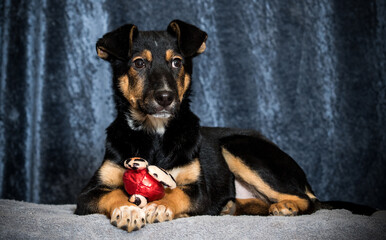 mongrel dog in an apartment with a toy