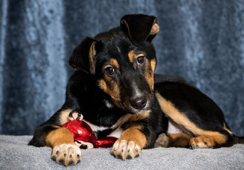 mongrel dog in an apartment with a toy