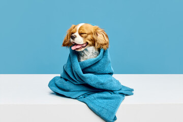 Funny happy little dog, cute, purebred Cavalier King Charles Spaniel sitting in towel after bathing...