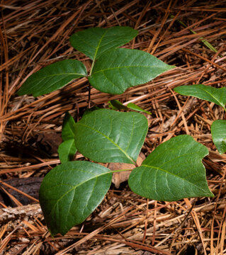 Poison ivy growing from the ground surrounded by pine needles in a dark forest.