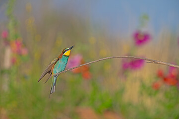 European Bee-eater (Merops apiaster) standing on a branch. Blurred coloured flowers in the background.