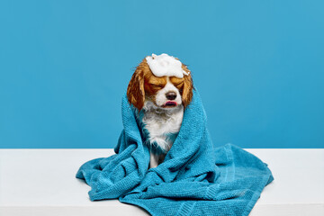 Bathing after walk. Adorable little dog, purebred Cavalier King Charles Spaniel sitting with soap...