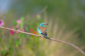 European Roller (Coracias garrulus) on a branch. Blurred coloured flowers in the background.