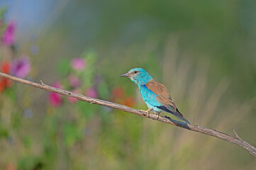 Obraz premium European Roller (Coracias garrulus) on a branch. Blurred coloured flowers in the background.