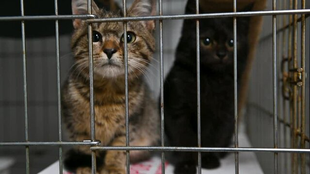 Kitten in a cage in a shelter. Little cat in a veterinary clinic. The cat is waiting for adoption