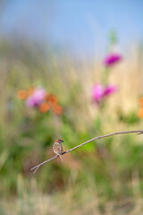 Eurasian Tree Sparrow (Passer montanus) on a branch. Blurred coloured flowers in the background.