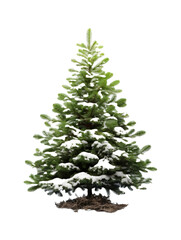Christmas tree plant with white background