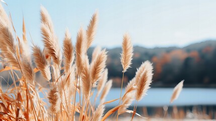 Whispering Reeds Swaying Gently in the Warm Autumn Breeze by a Peaceful Lakeside