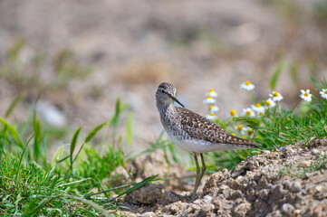 Wood Sandpiper (Tringa glareola) with daisy flowers in spring.